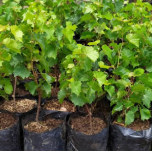 Bibit Pohon Anggur Merah